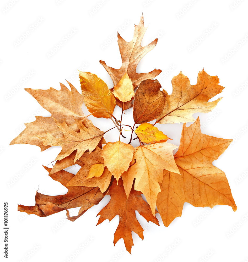 Drift of dry maple leaves, isolated on white Drift of dry maple leaves, isolated on white