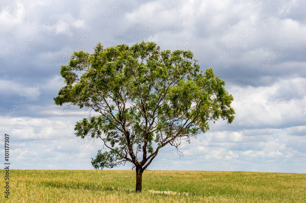 Single large tree on a field with copy space