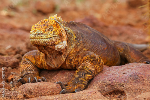 Galapagos Land Iguana on North Seymour island  Galapagos Nationa