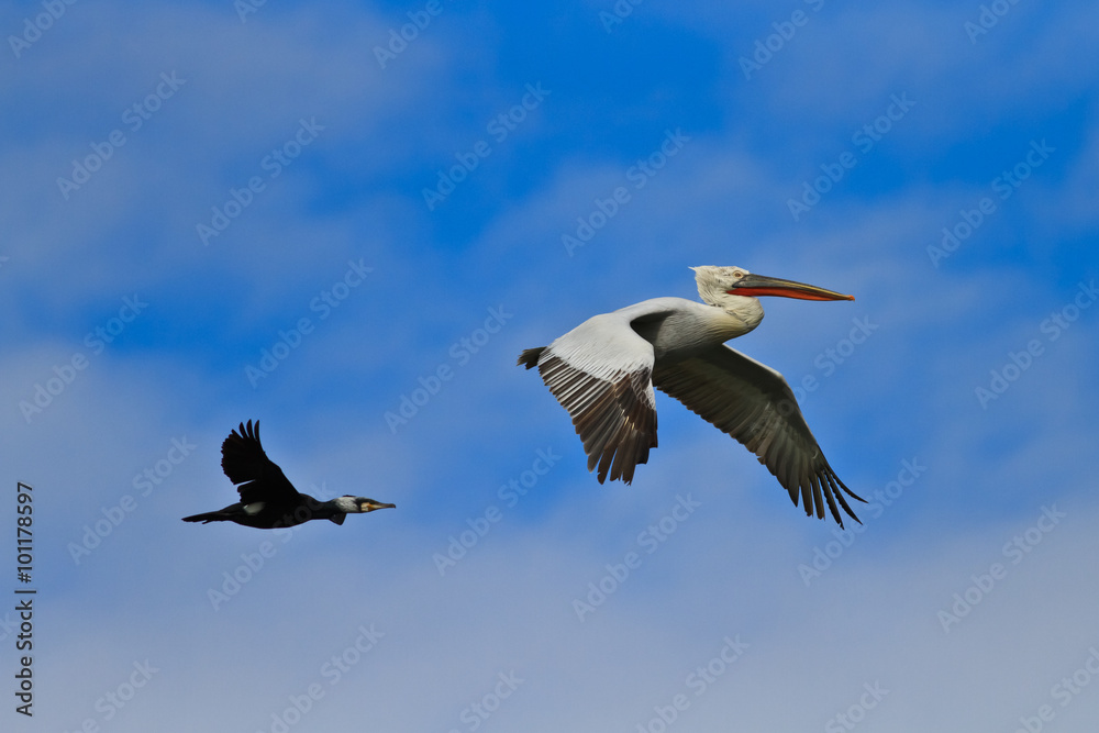 Obraz premium cormorant and dalmatian pelican in flight