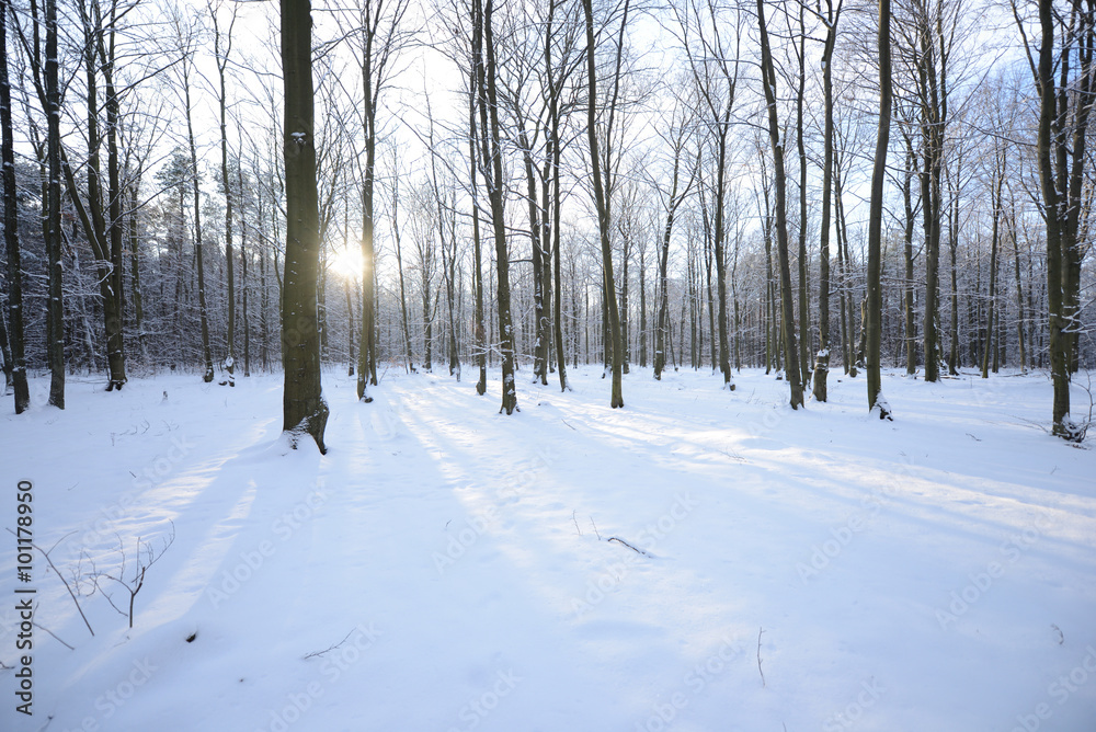 Winter in beech forest Winter in beech forest