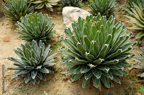 Agave victoriae-reginae