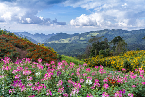 flowers field in a valley