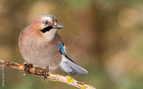 Jay bird (Garrulus glandarius) in morning sun photo