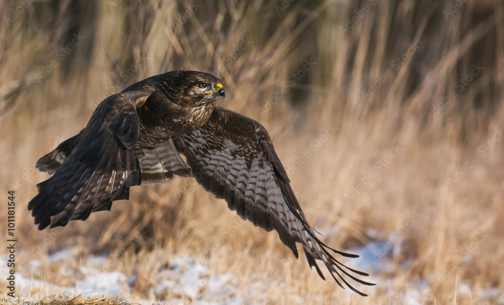 Fototapeta premium Common buzzard (Buteo buteo)