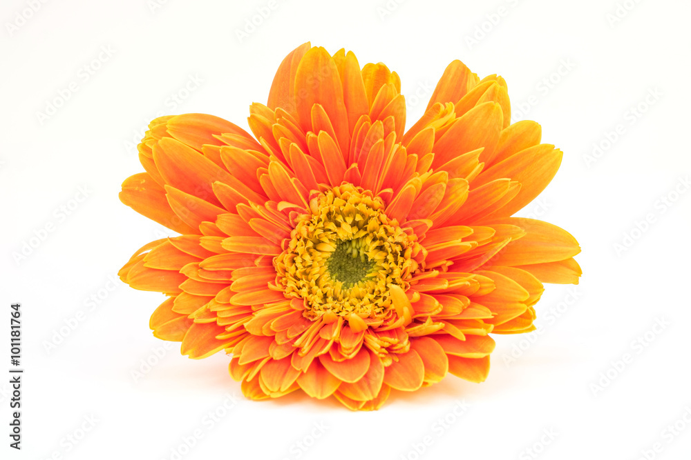 Gerbera flower isolated on white background Gerbera flower isolated on white background