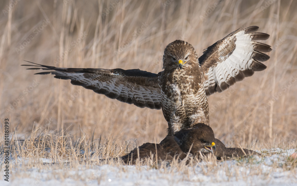 Fototapeta premium Common buzzard (Buteo buteo)