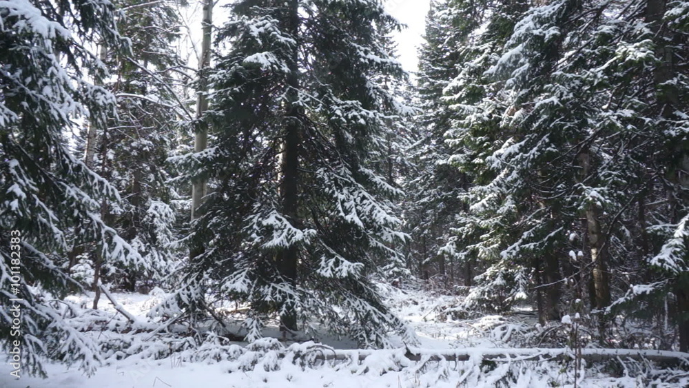 Coniferous trees covered with snow in the winter forest Coniferous trees covered with snow in the winter forest