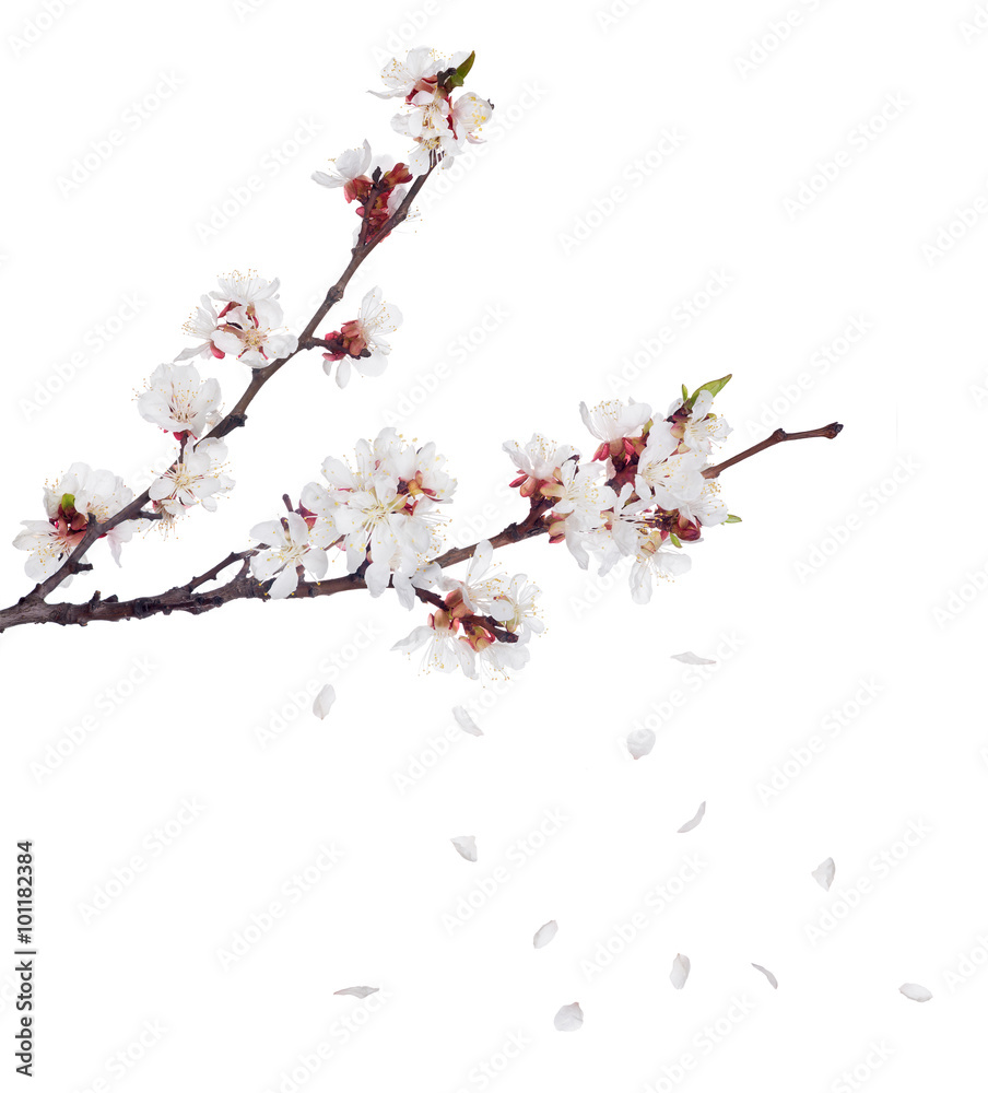 sakura blooms on dark branches and falling petals