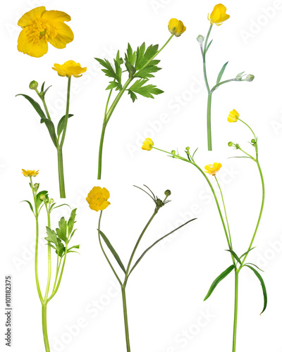 wild golden buttercup flower collection