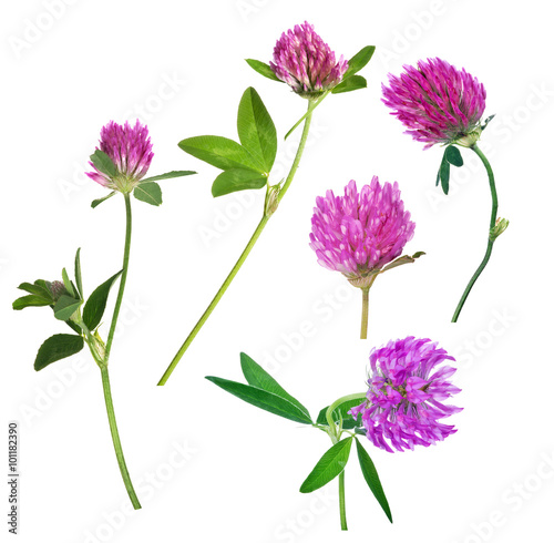 set of five pink clover flowers isolated on white