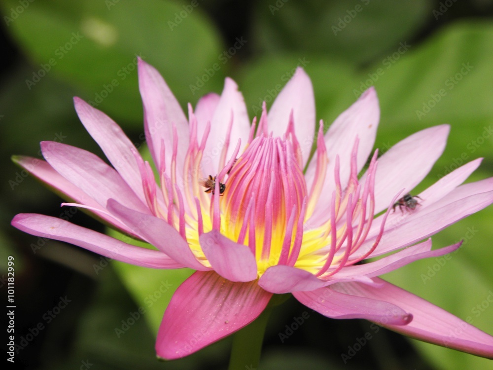 Lotus Lotus