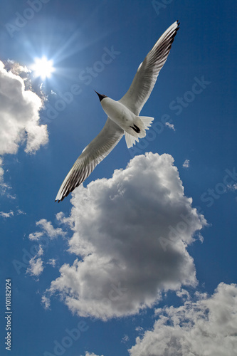 white seagull in blue sky with sun
