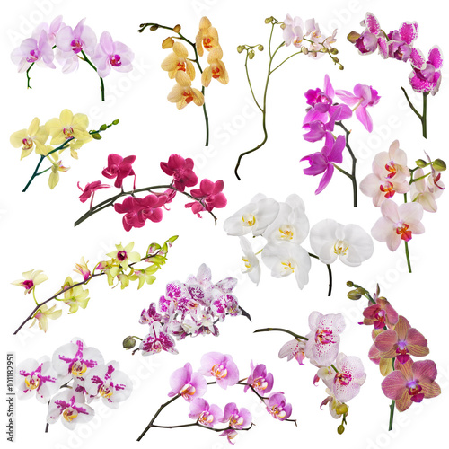 Fototapeta Naklejka Na Ścianę i Meble -  set of fifteen orchid flowers branches isolated on white