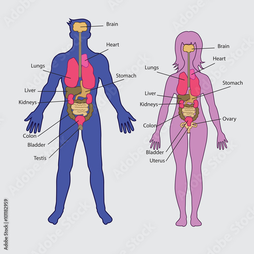 Basic human internal organs vector