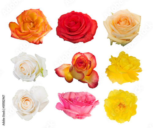 collection of nine isolated rose blooms