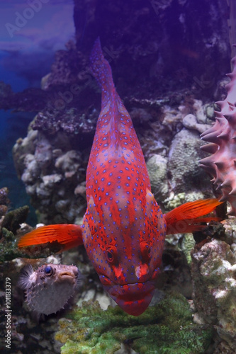 Red grouper in a coral reef