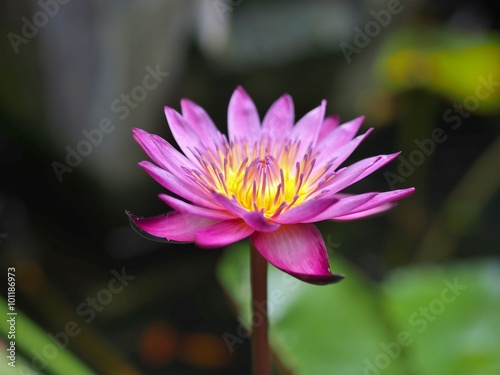 Beautiful Lotus flower blooming in the pond.