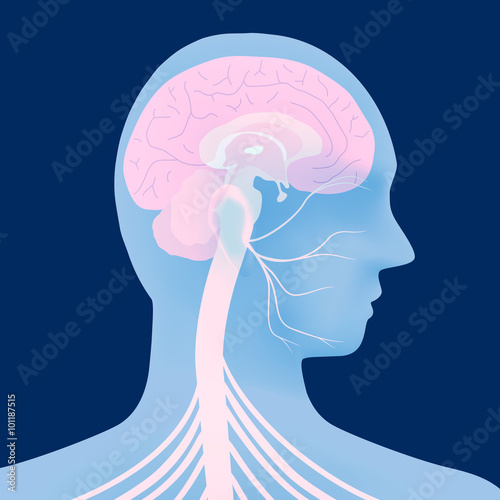 human head silhouette and facial nerve, vector illustration