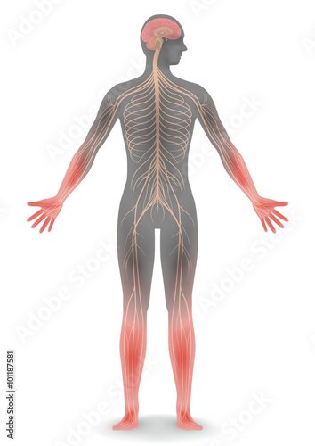 human body silhouette and nervous system, vector illustration