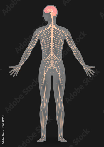 human body silhouette and nervous system, vector illustration
