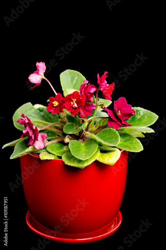 Fototapeta Naklejka Na Ścianę i Meble -  Beautiful violet flowers in ceramic pot.