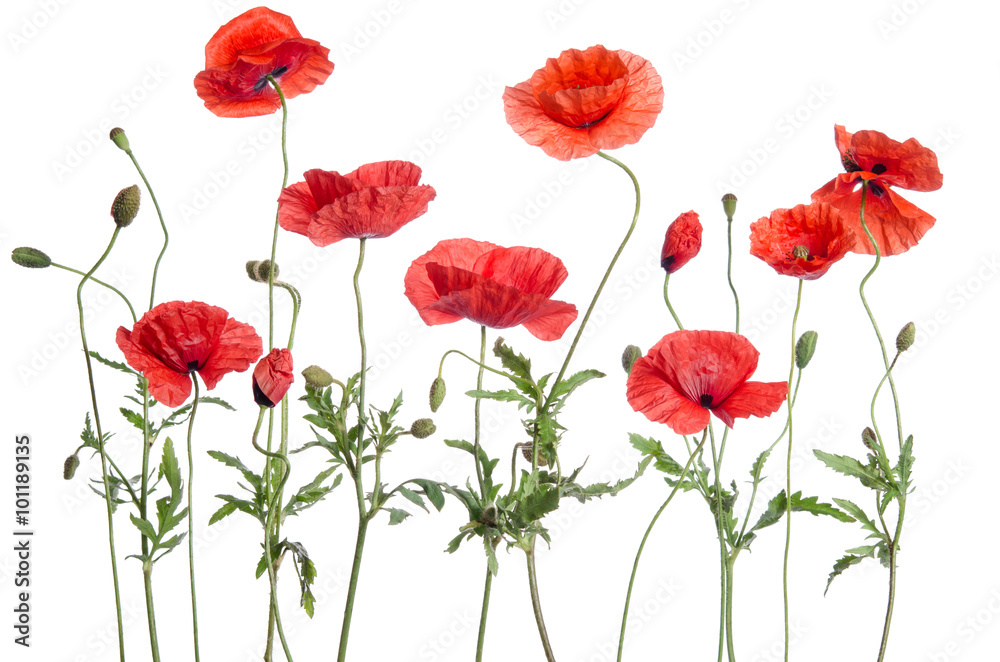red poppies isolated on white background red poppies isolated on white background