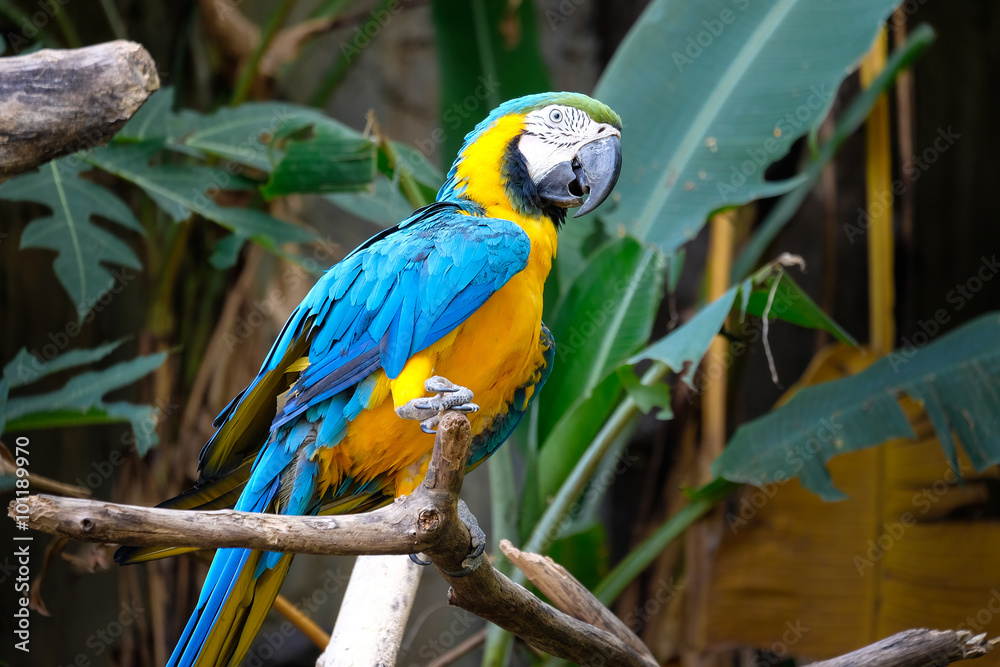Cute blue and gold macaw in tropical forest