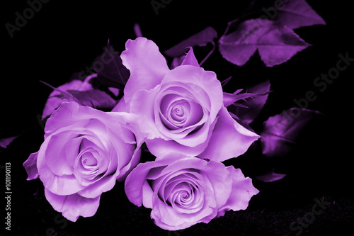 Fototapeta Naklejka Na Ścianę i Meble -  Tree purple roses