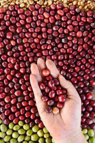 Fresh coffee bean in hand on red berries coffee backgourng