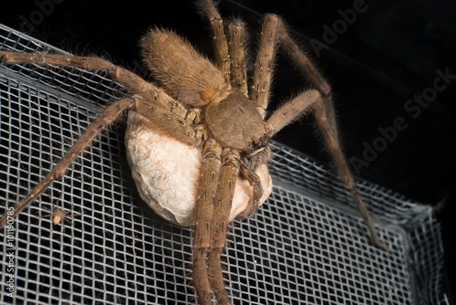 Female huntsman spider holding its egg sac