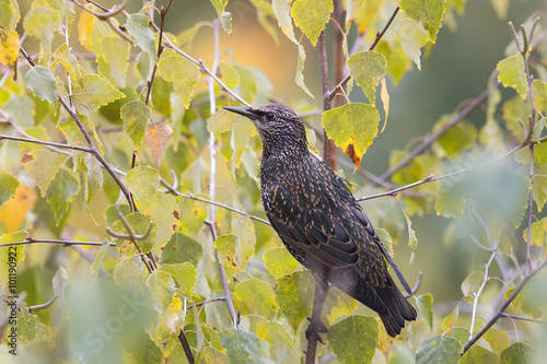 mottled black Starling on the tree among the foliage