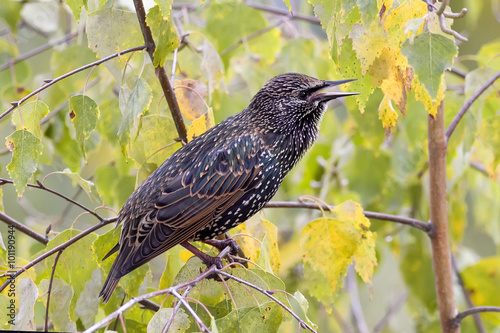 mottled black Starling on the tree among the foliage