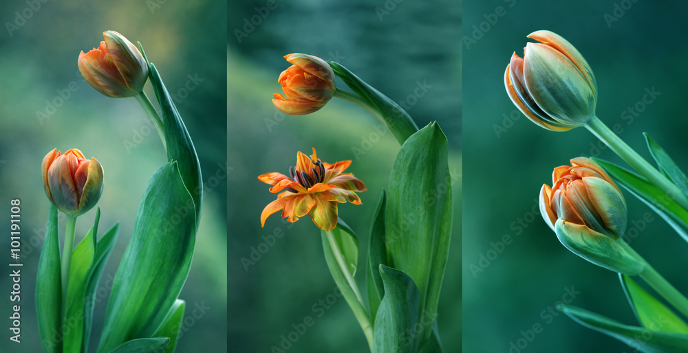 Naklejka premium Zielone tulipany - tryptyk