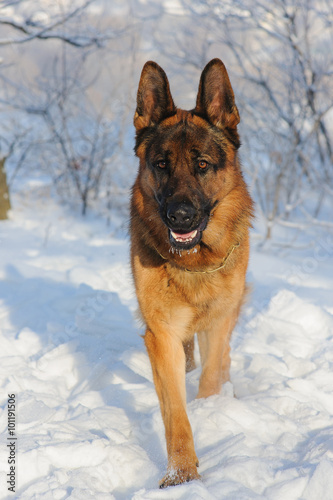 German Shepherd dog on winter background