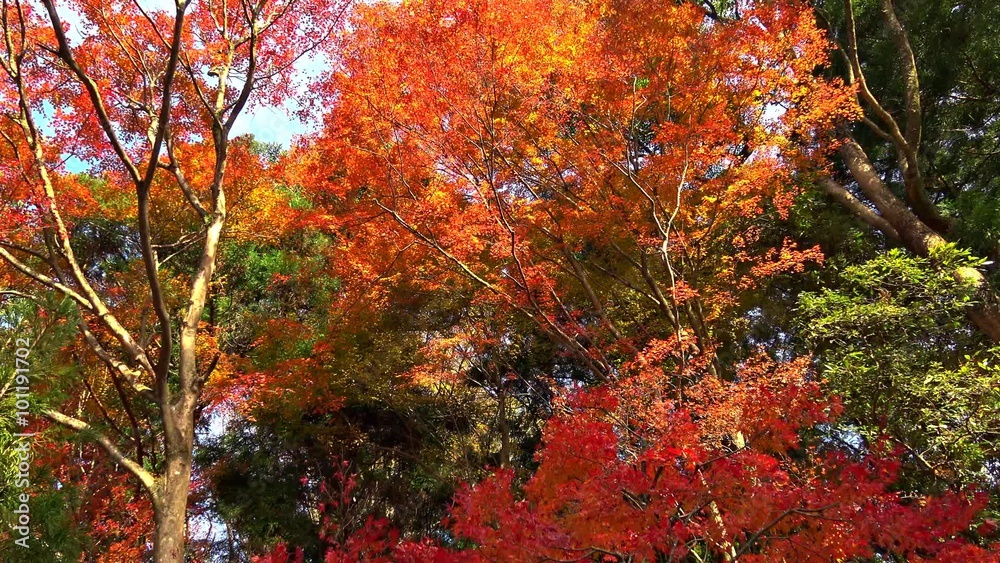 鮮やかな紅葉 鮮やかな紅葉