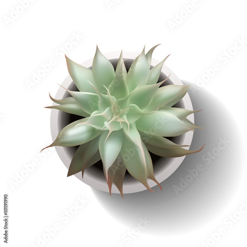 vector succulent echeveria