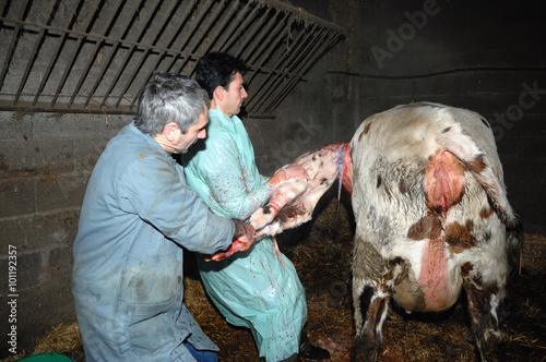 La césarienne chez la vache est une opération chirurgicale qui consiste à faire naitre le veau autrement que par le passage des voies naturelles de la mère.