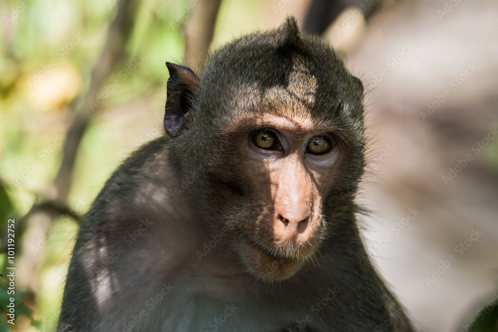 Close up of m Macaque monkey Close up of m Macaque monkey