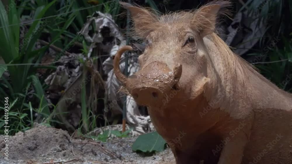 The common warthog originally from Africa is seen here at an Asian zoo.
The common warthog originally from Africa is seen here at an Asian zoo.