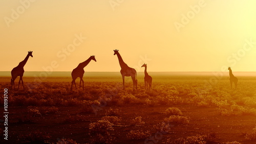 Herd of giraffes at sunrise