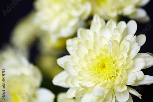 Tender chrysanthemum