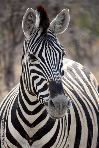 Zebra Portrait in Etosha  Namibia