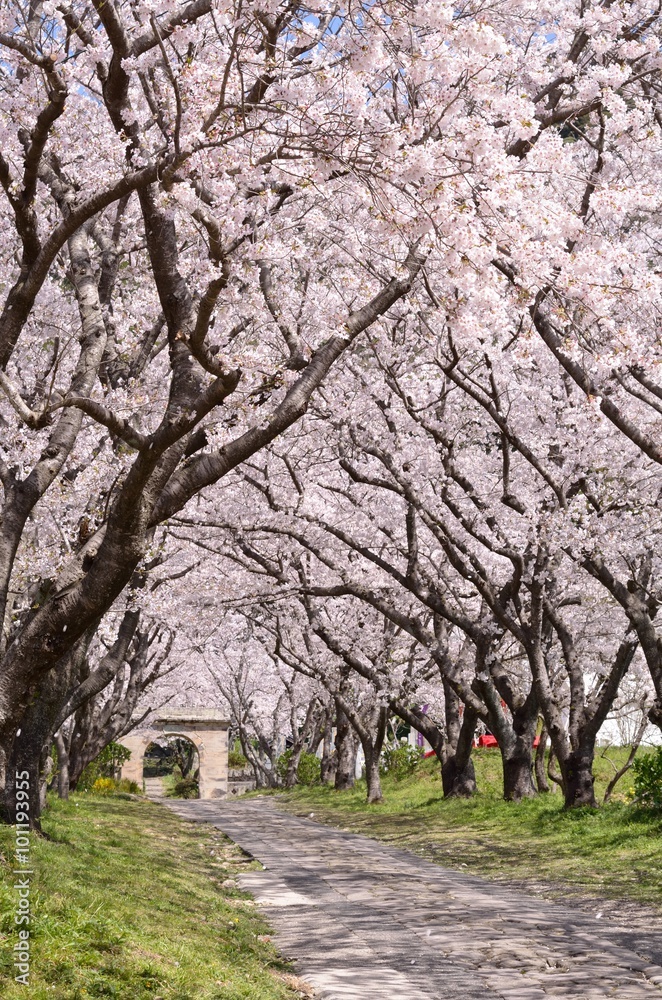 桜のアーチ 桜のアーチ