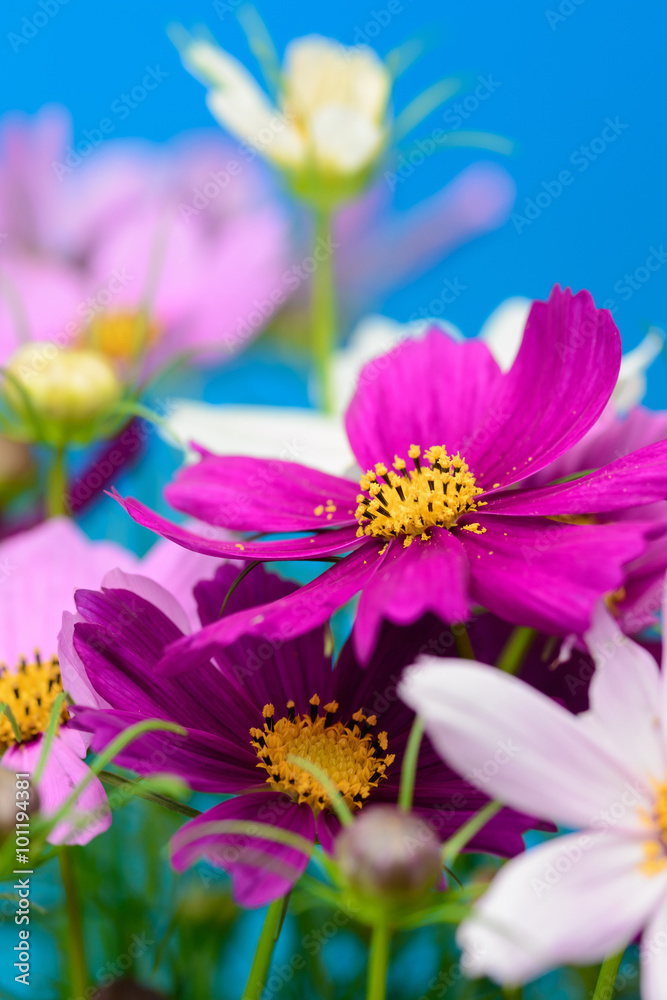 Fototapeta premium コスモスの花