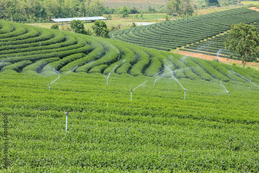 Landscape of tea plantation in Chiang Rai, Thailand