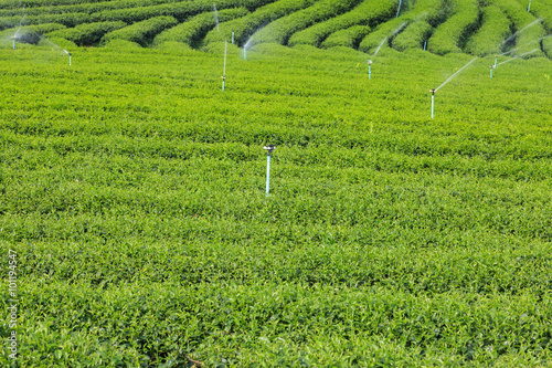 Landscape of tea plantation in Chiang Rai, Thailand