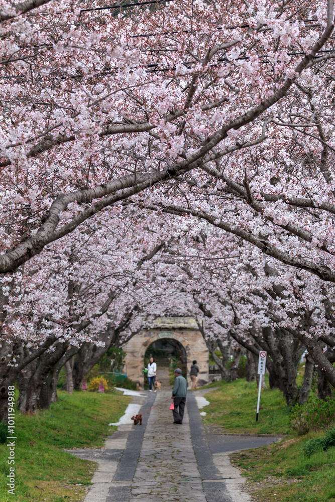 桜のアーチ@佐賀県武雄市 桜のアーチ@佐賀県武雄市