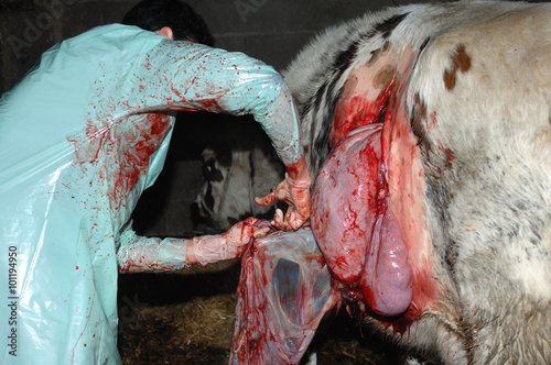 La césarienne chez la vache est une opération chirurgicale qui consiste à faire naitre le veau autrement que par le passage des voies naturelles de la mère. photo