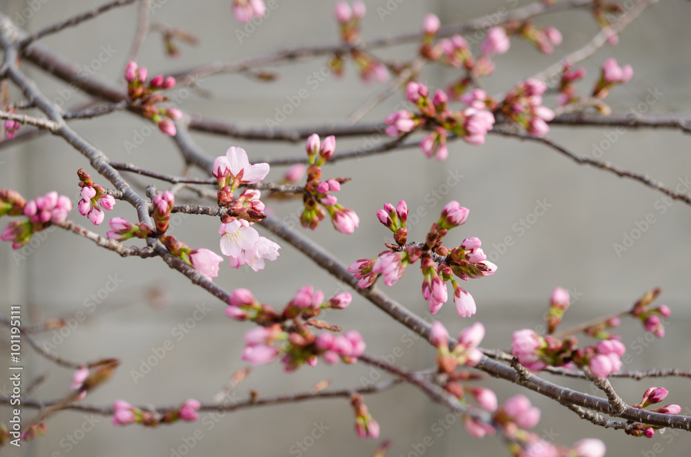 ピンクの桜の花 ピンクの桜の花